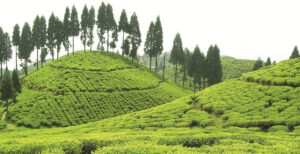 Darjeeling Car Rental